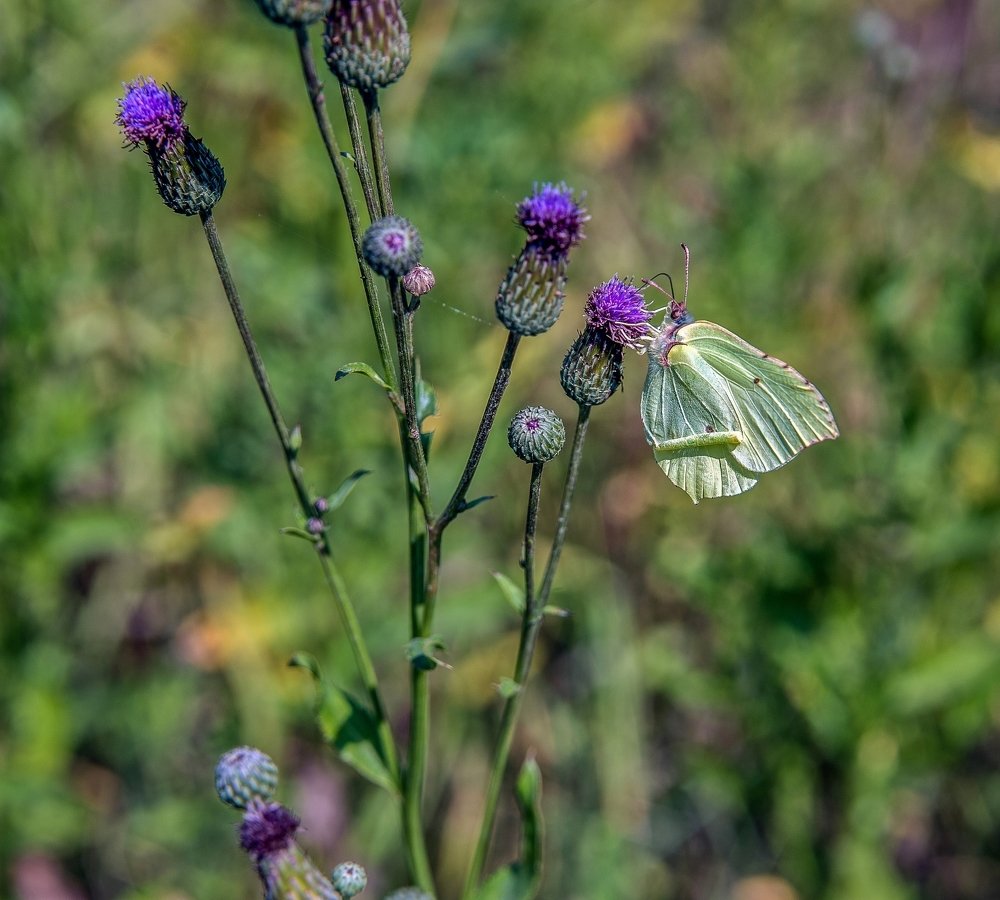 Breakfast with nectar