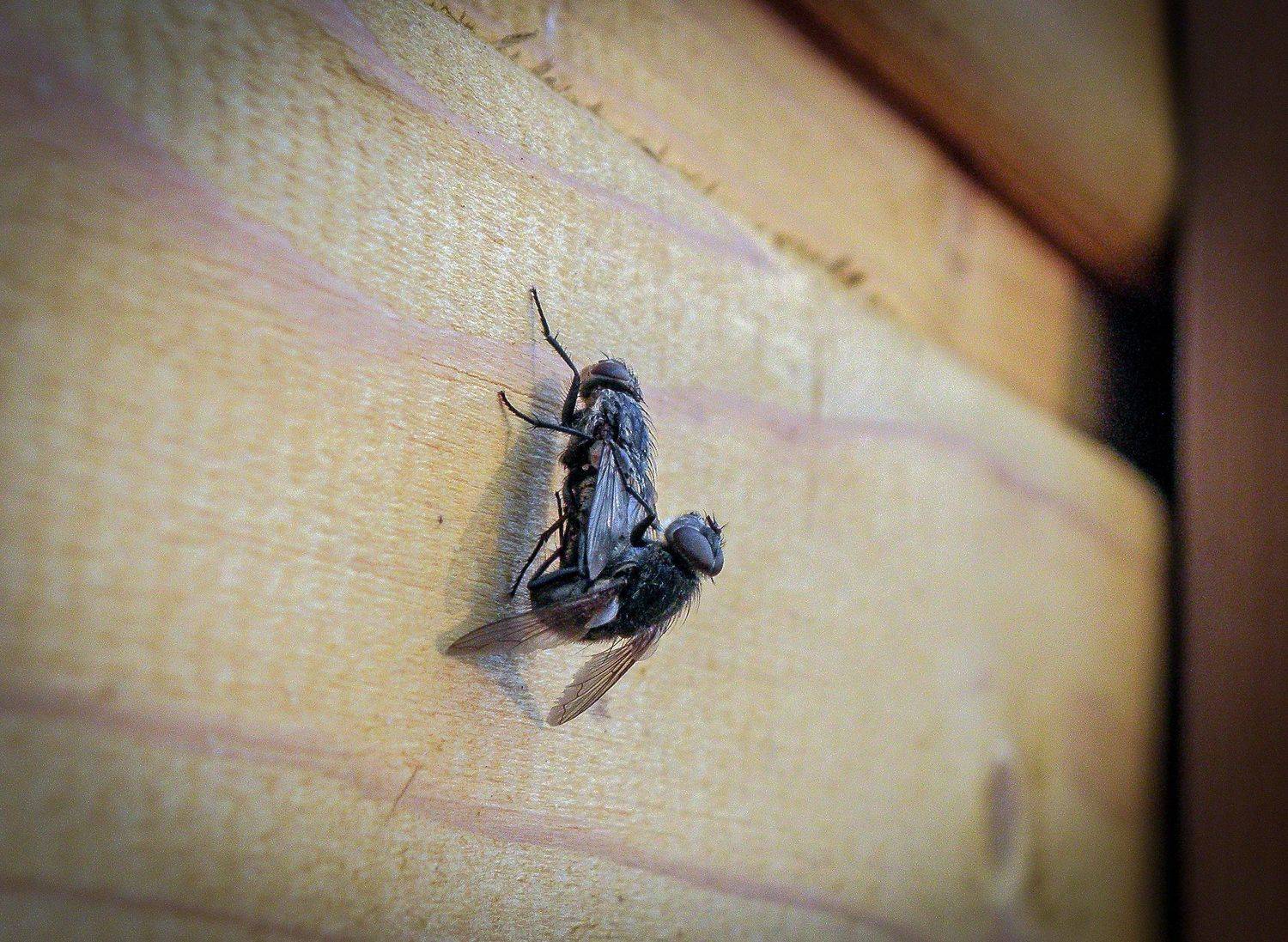 Mushin Kamasutra