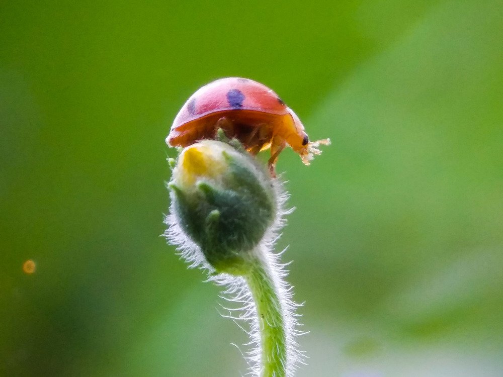 Photograph by Taufik Yusup Sukmana