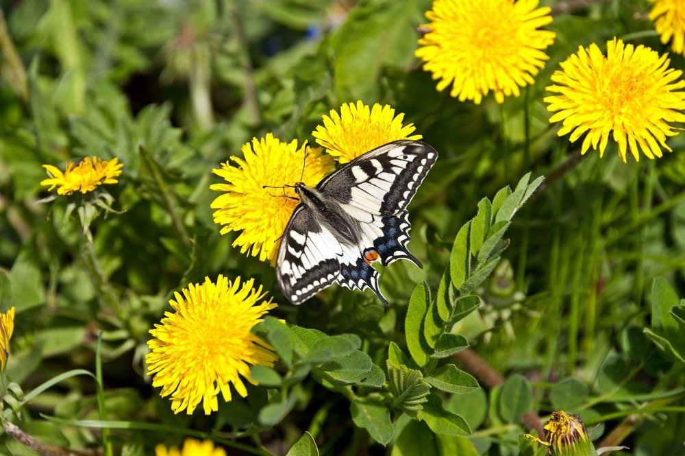 May butterfly