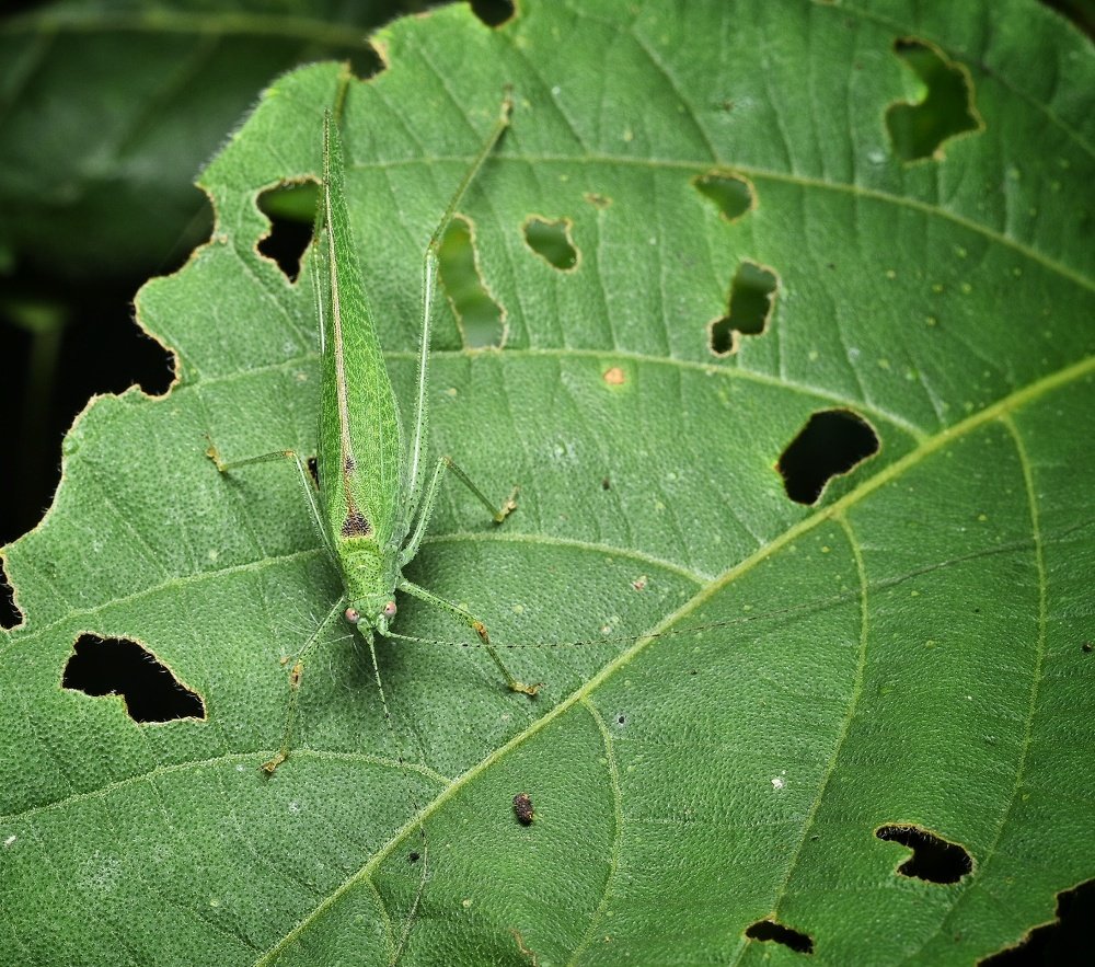 Photograph by Ankan Das