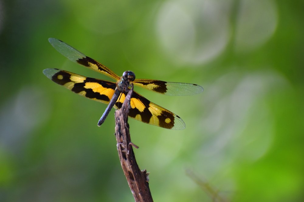 Photograph by Subrata Das