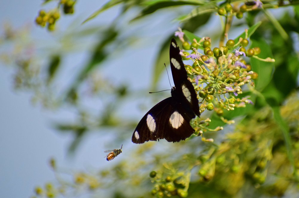 Photograph by Suyothami