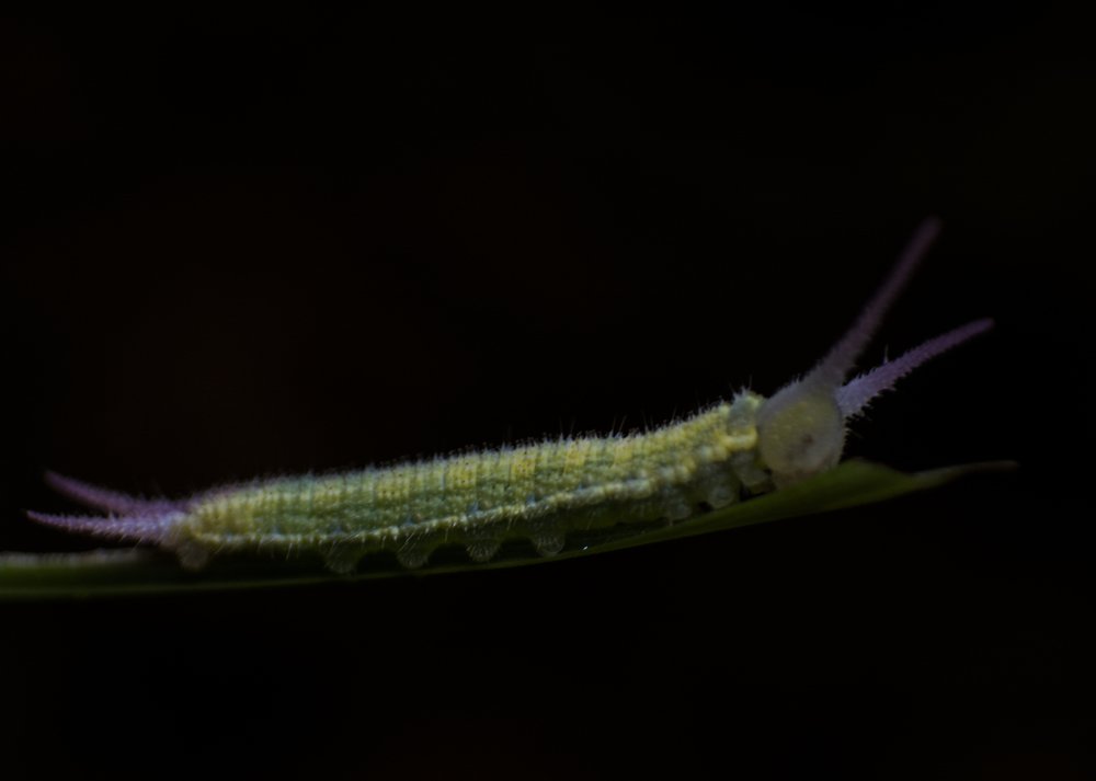 Photograph by Mahesh Pinnaduwage