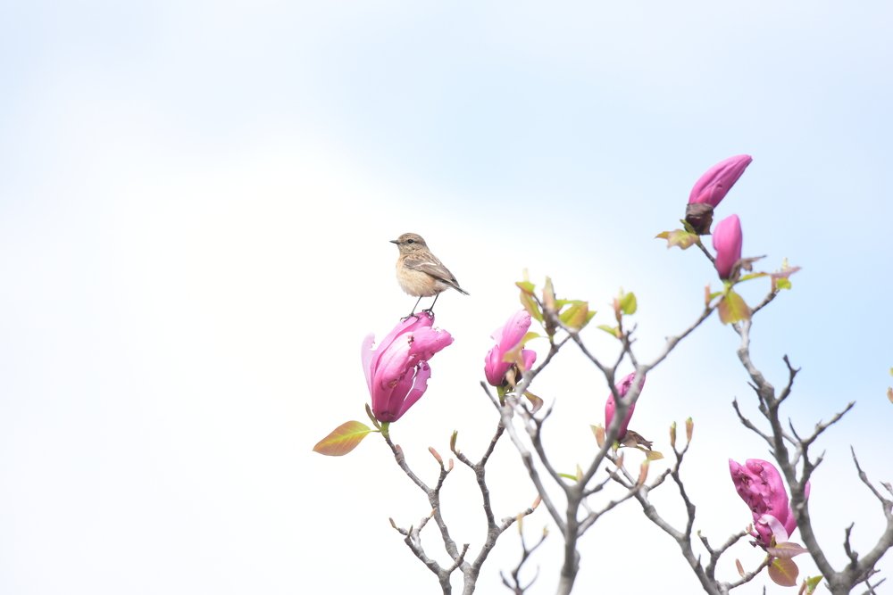 Photograph by Ansar Ahmad Bhat