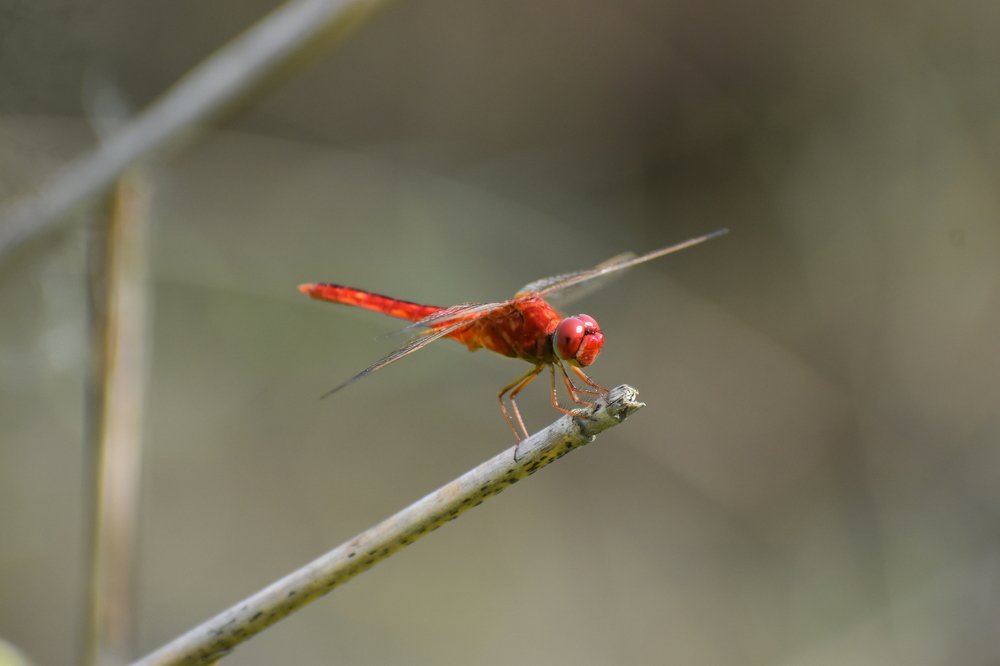 Photograph by Subrata Das