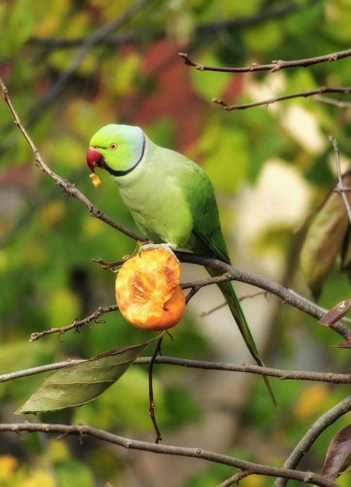 Photograph by Ansar Ahmad Bhat