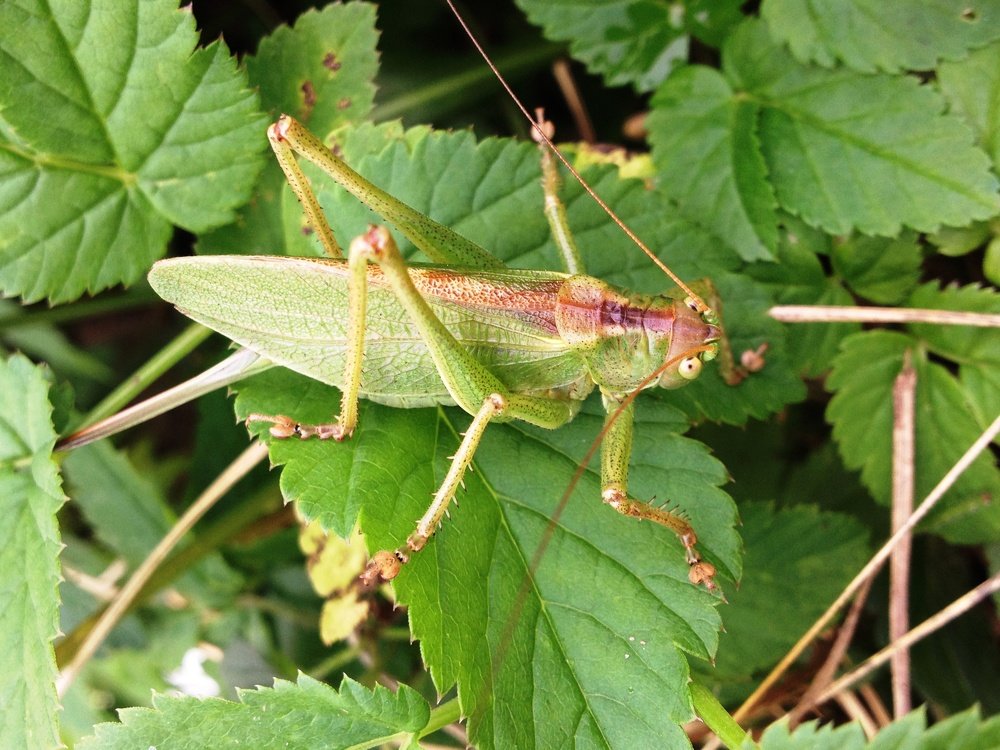 В траве сидел кузнечик, в траве сидел кузнечик