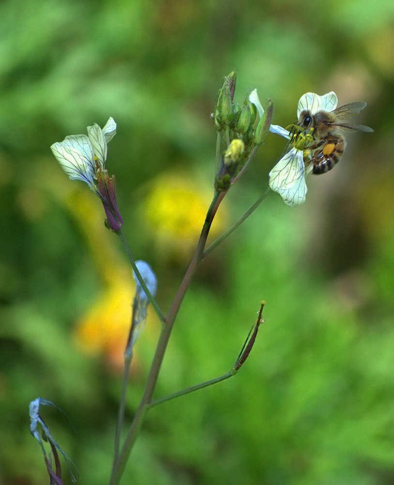 Photograph by Яков