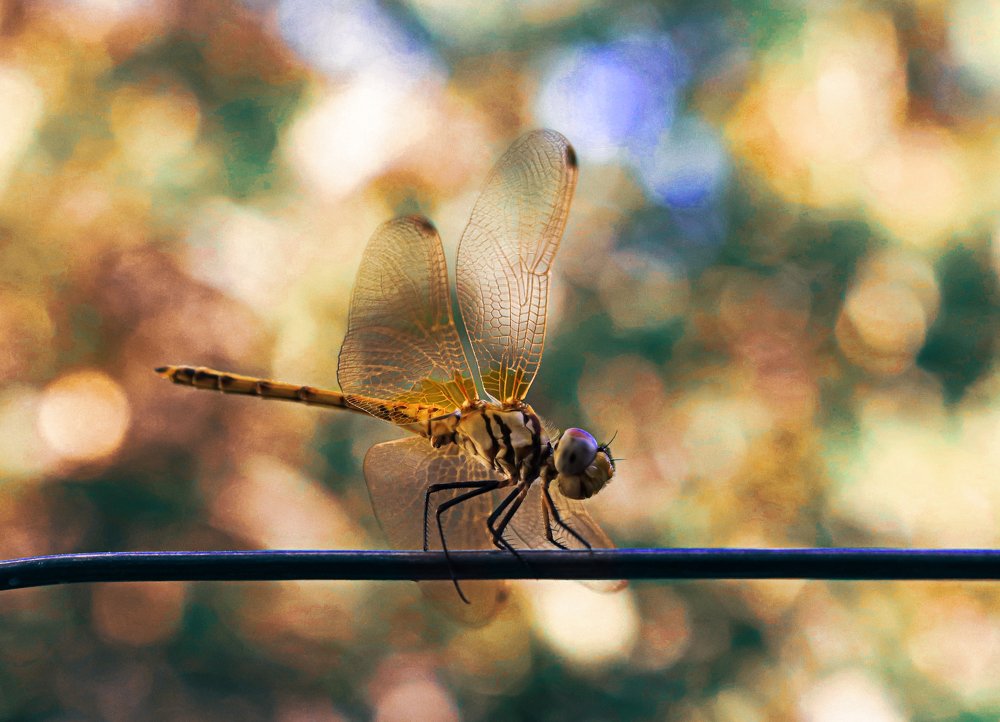 Photograph by iman hafezkhan