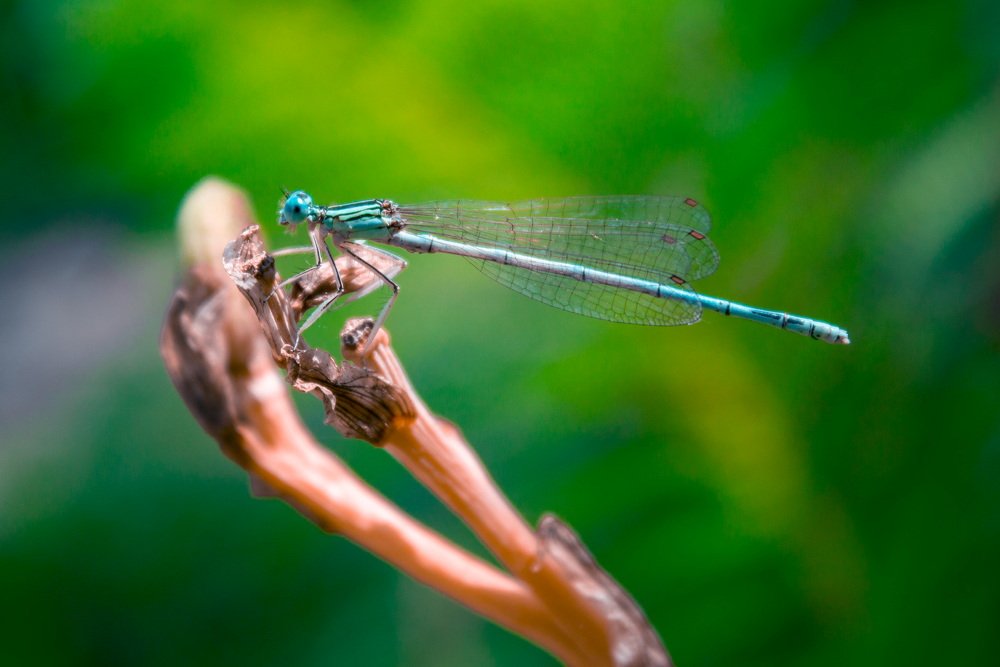 Photograph by Adel Ibrahem