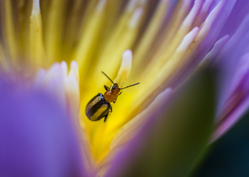 Photograph by Mahesh Pinnaduwage