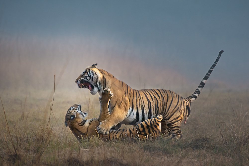 Photograph by Karan Togattiwar