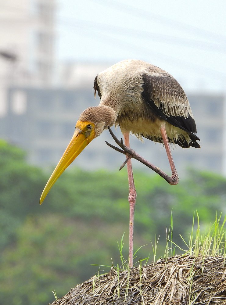 Photograph by Harshal Parate