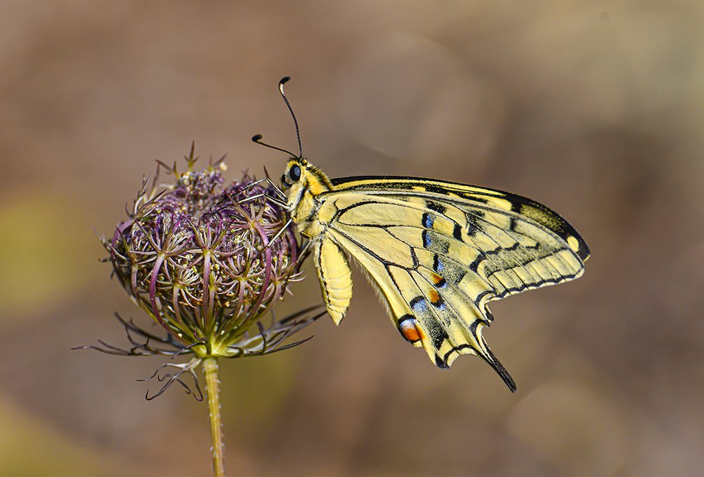 The butterfly and the flower in the field