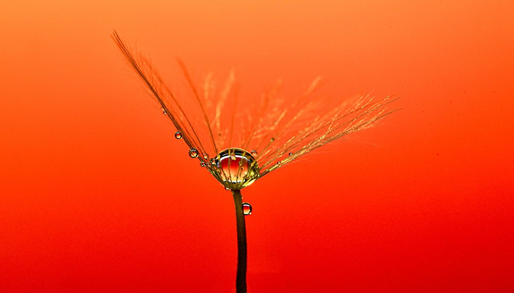 Small drops inside the flower