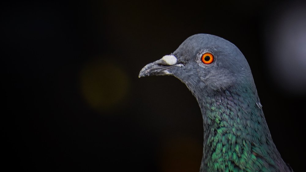 Photograph by Mano Revanth