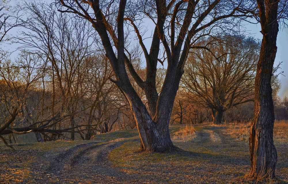 Осенние деревья ,освещенные солнцем.