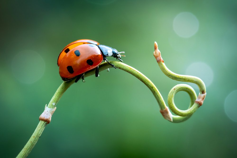 Фотография автора Анна Иванова