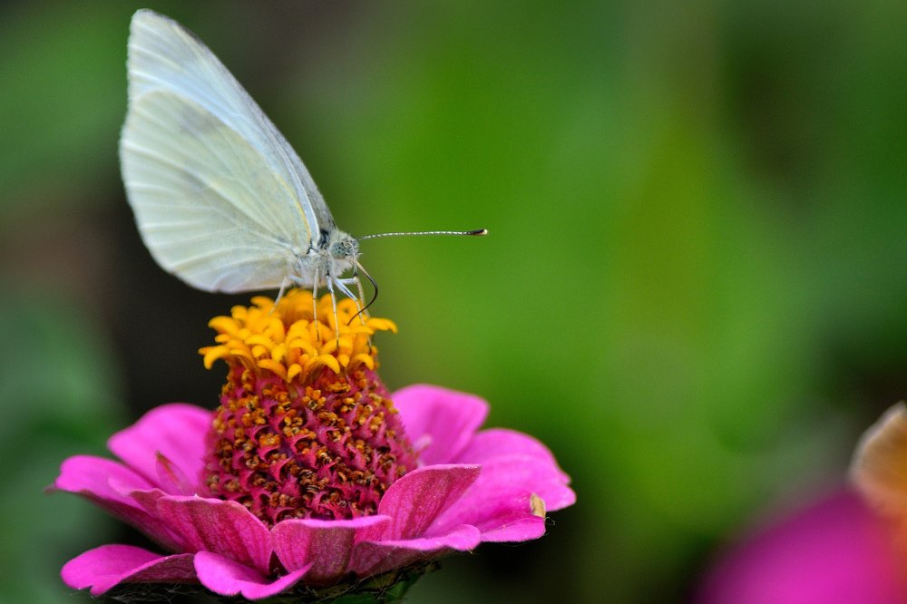 Так питается бабочка