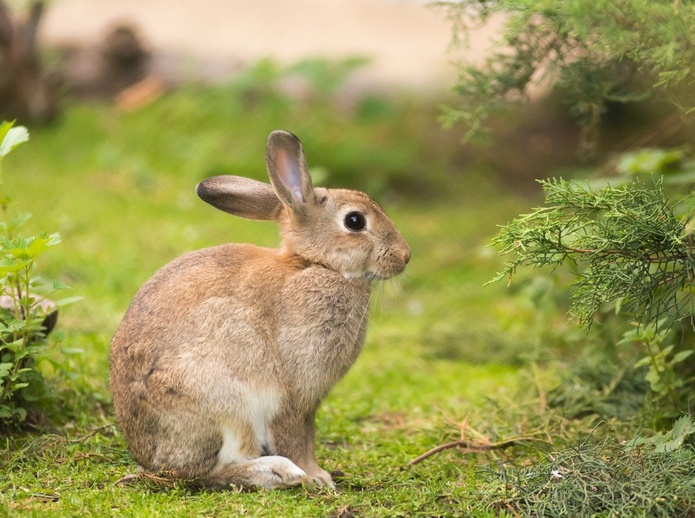 дикий европейский кролик