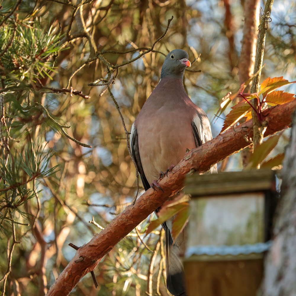 Лесной голубь, вяхирь