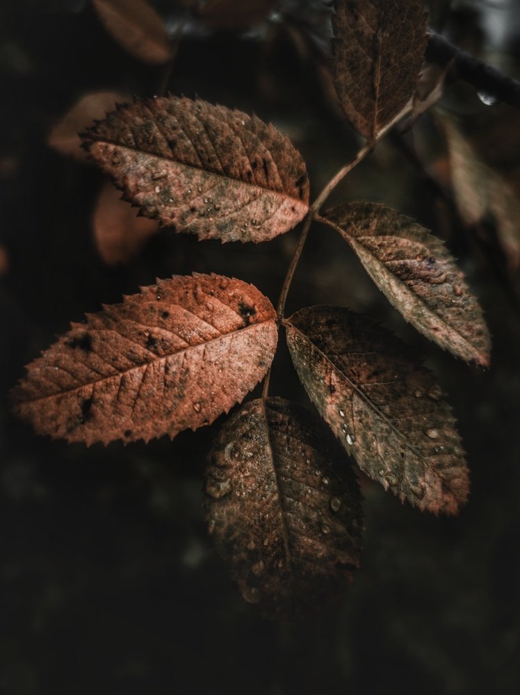 Photograph by Владимир Алейников