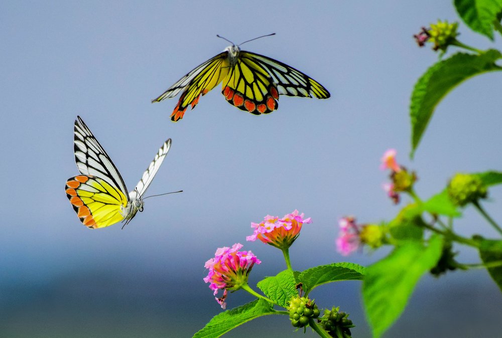 Фотография автора Arup Das