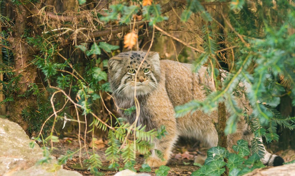 дикий степной кот манул в зарослях.