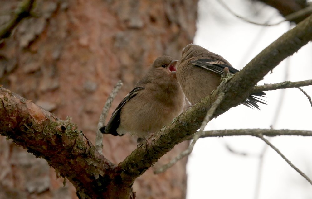 Photograph by Татьяна Александрова