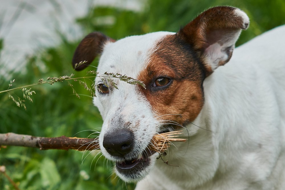 Photograph by Елена Ельцова