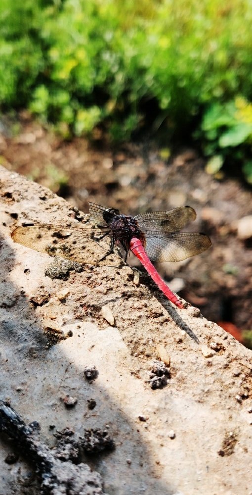 Photograph by Pankaj Bhayde