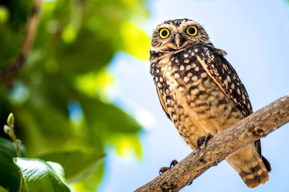 Фотография автора Gabriel de Araujo Almeida