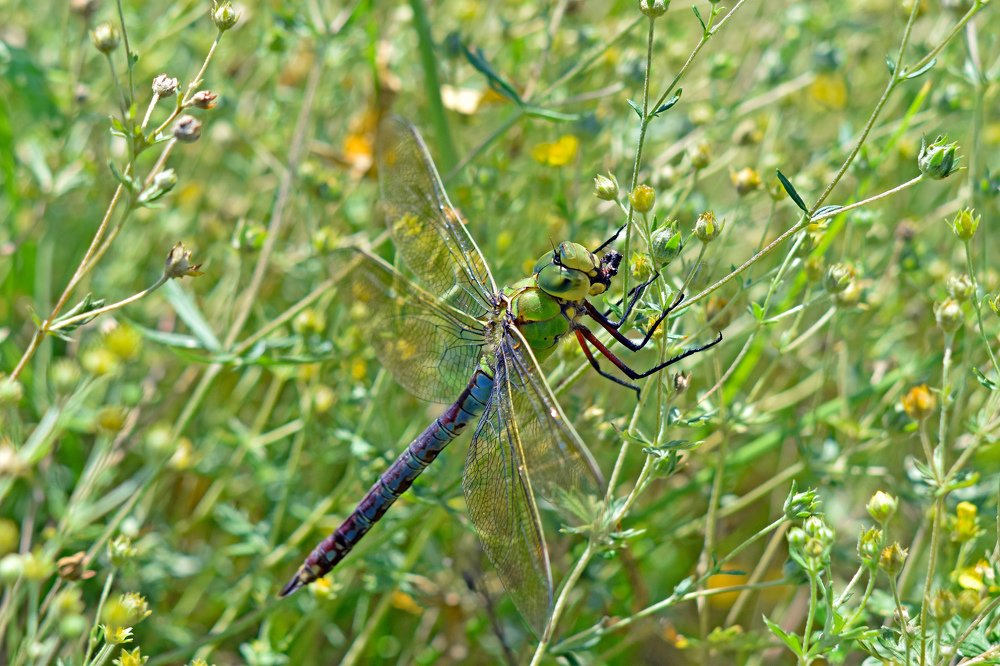Перерыв на обед...