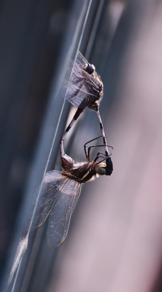 Photograph by Aditya Kumar Sahoo