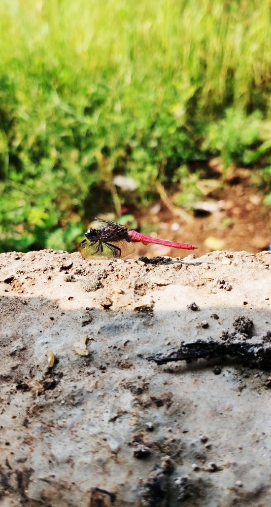 Photograph by Pankaj Bhayde