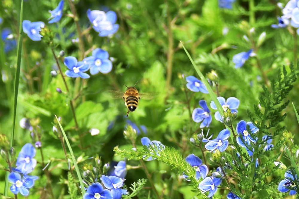 Какой же цветок выбрать?