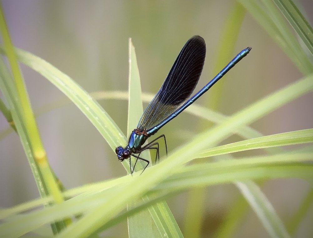 Про стрекозу