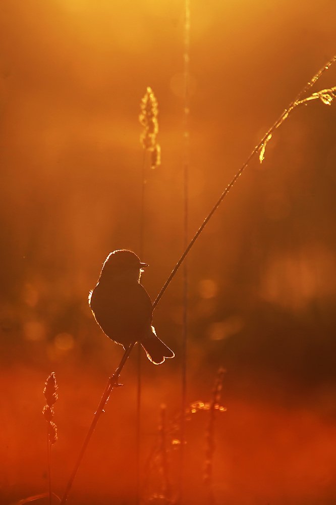 Photograph by Владимир Письмак