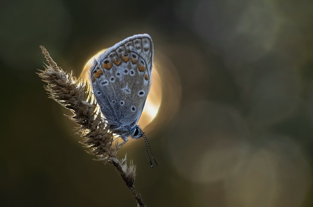 Photograph by Чепленко Алексей