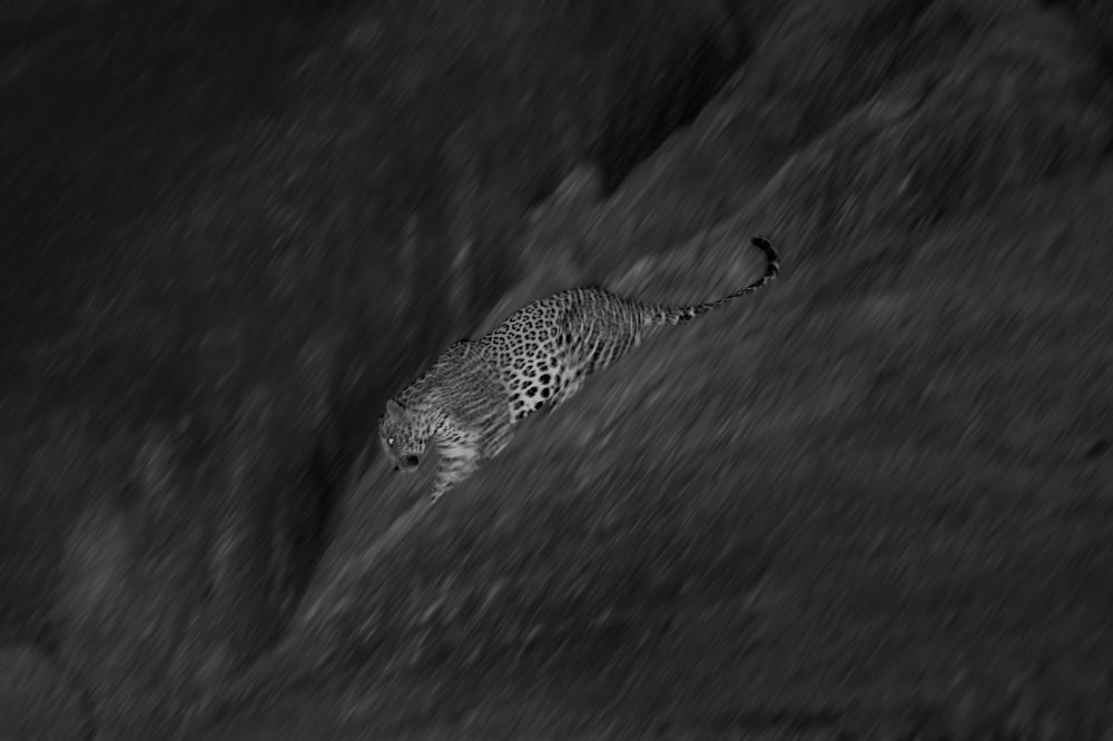 Panning shot of a Leopard