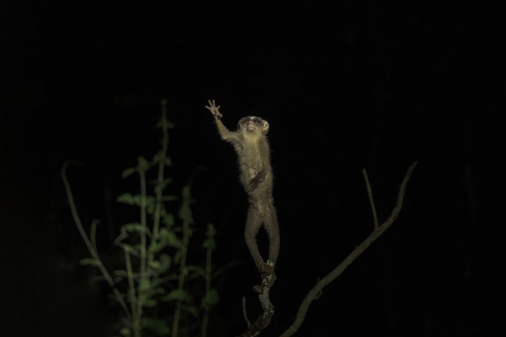 Slender Loris