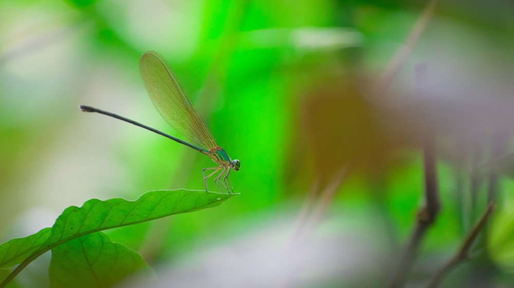 Фотография автора abhilash a k