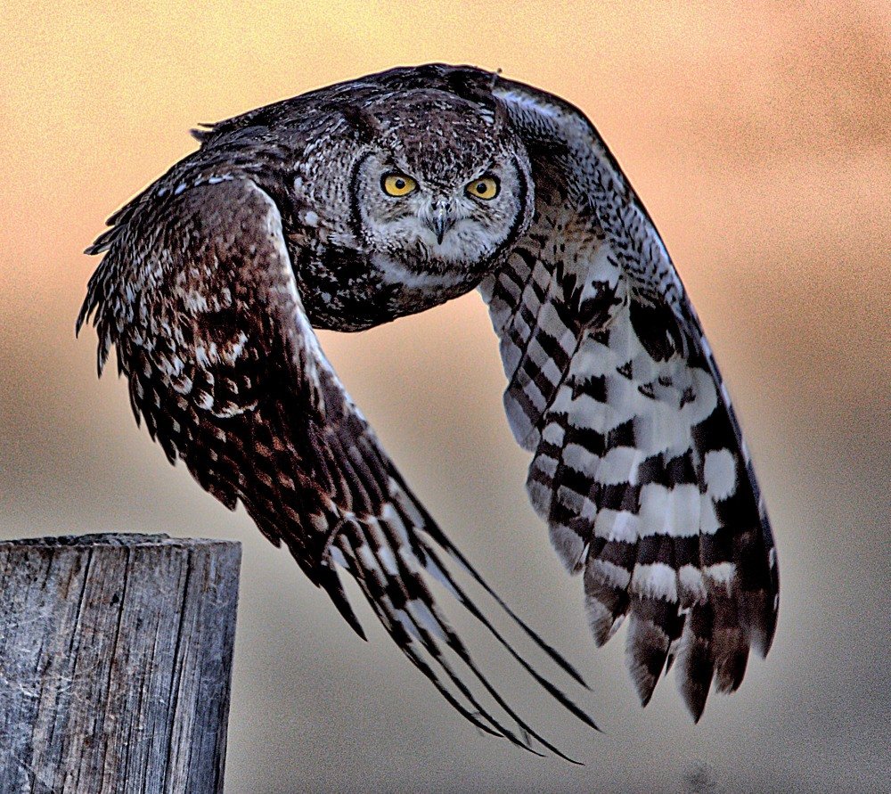 Photograph by mark liebenberg