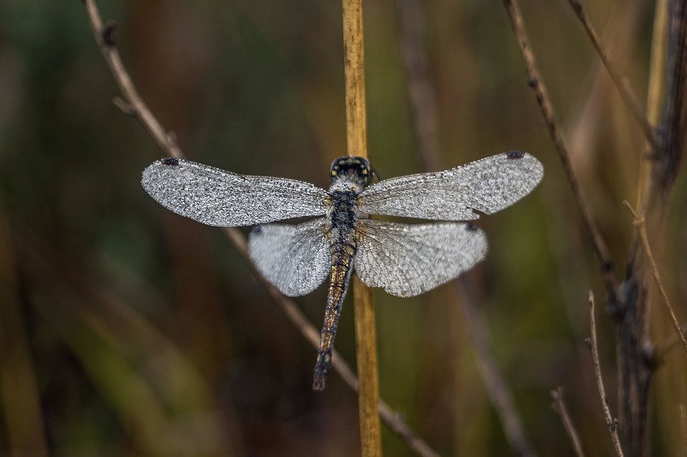 Стрекоза обыкновенная...