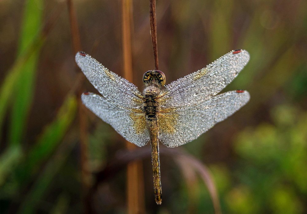 Стрекоза бриллиантовая...