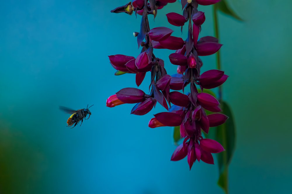 Bee