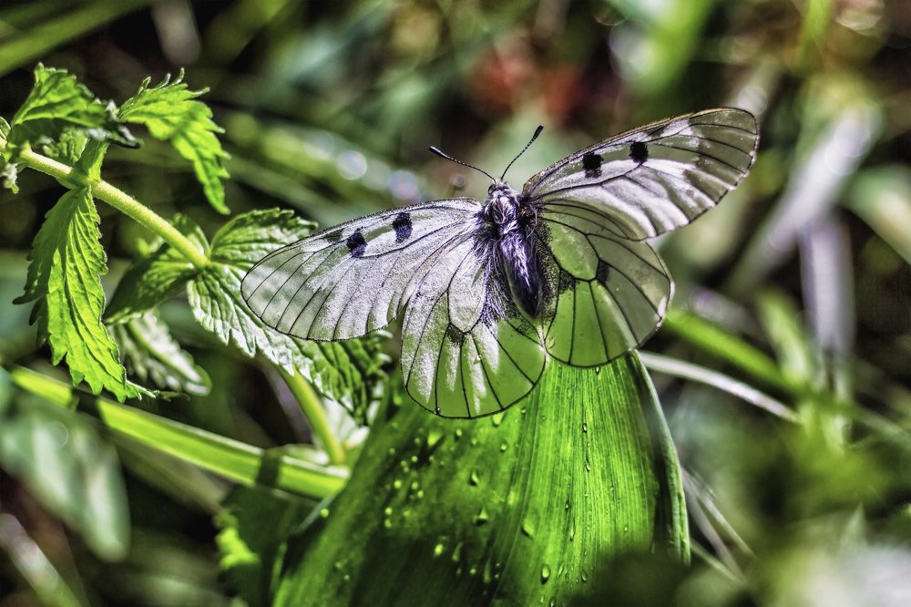 Распахнула крылья на солнечные лучи..