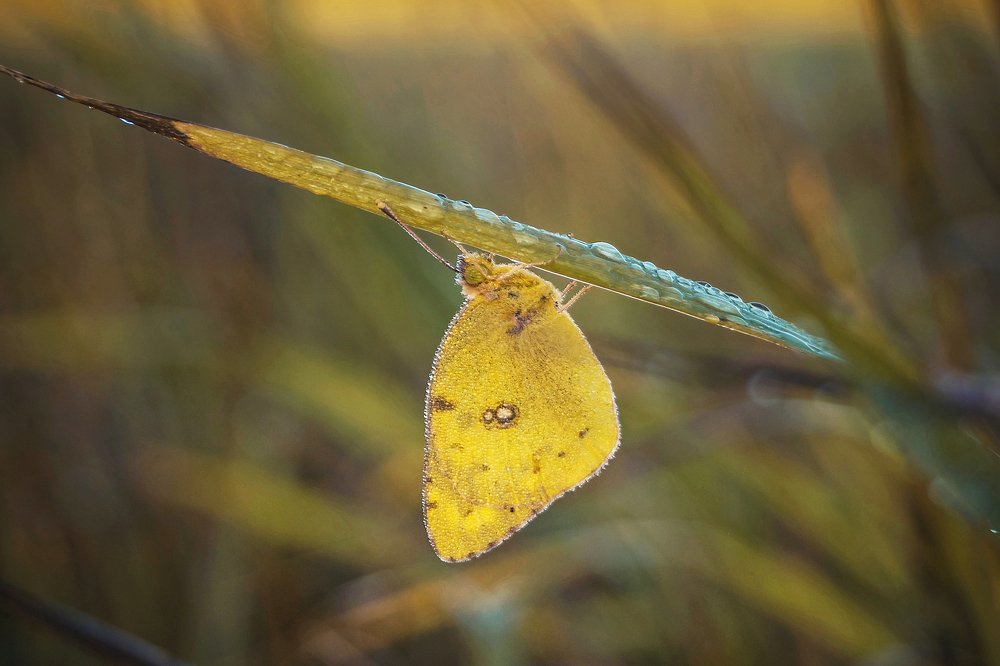 В лучах рассвета...