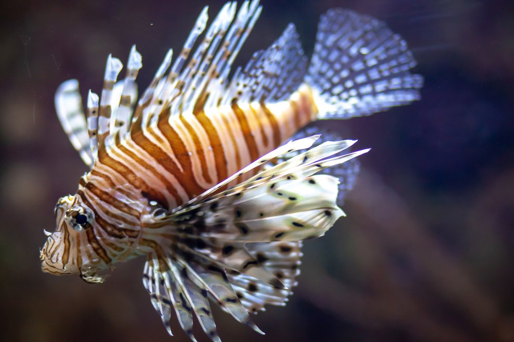 Photograph by Ирина Малина